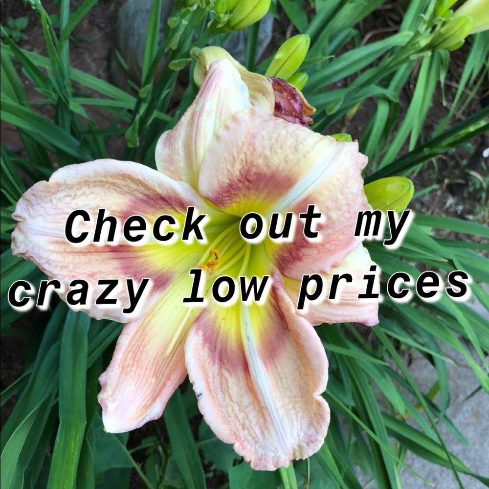 Check out my crazy low prices